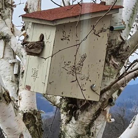 לינה וארוחת בוקר Angelina 4*