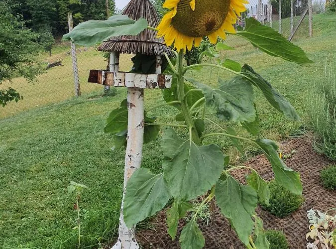 Angelina Rogaška Slatina