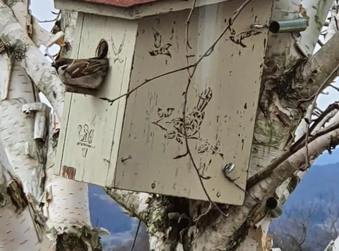 Alojamento de Acomodação e Pequeno-almoço Angelina 4*