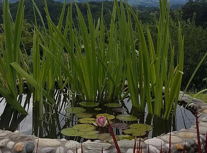 Angelina Alojamento de Acomodação e Pequeno-almoço 4*