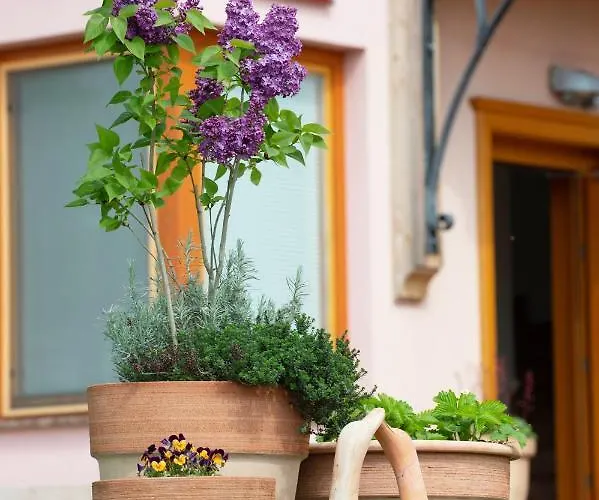 Alojamento de Acomodação e Pequeno-almoço Angelina