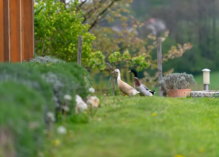 לינה וארוחת בוקר Angelina